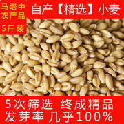 5斤小麦粒小麦种籽麦子小麦种子小麦草种子麦芽糖小麦苗榨汁食用