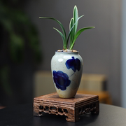 矮种建兰青花盆掌中宝陶瓷，绿植四季金边兰，花盆冰裂透气桌面小盆栽