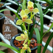 平价兰花苗建兰四季兰夏皇梅浓香好养兰花室内阳台客厅花苞