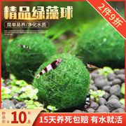 鱼缸水族箱造景水草海藻球生态球造景绿藻球生态瓶绿澡球水藻球