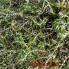 水草种子水花生伊乐藻轮叶黑藻小龙虾鱼蟹养殖水草籽水生植物种子