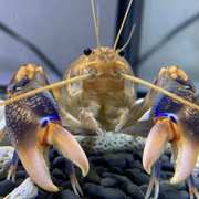 2021鳌虾苗鱼缸观赏虾水里养的宠物小龙虾苗，淡水龙虾苗水族淡水易