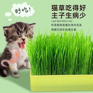 猫草盆栽种籽水培盒懒人种植有机猫草化毛球片小麦种子育苗盘零食