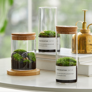 生态瓶青苔苔藓微景观，绿植物盆栽，鲜活创意diy小盆景桌面摆件
