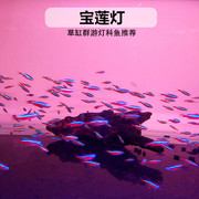 小型热带观赏鱼宝莲灯红莲灯，红绿灯群游水草缸鱼灯笼鱼灯科鱼活体