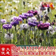 矢车菊花种四季易种活蓝色矢车菊，种子室外庭院绿化耐寒花卉种籽子