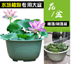 特大号圆形加厚水培无孔荷花盆，睡莲碗莲花，专用塑料花盆龙缸盆无托