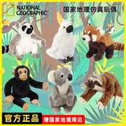 国家地理玩偶狐猴小熊猫考拉澳洲热带毛绒玩具考拉动物礼物公仔
