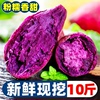 广西紫薯新鲜10斤农家自种沙地紫罗兰小红薯番薯板栗地瓜蜜薯烟薯