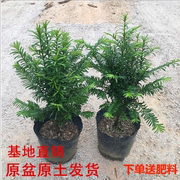 红豆杉曼地亚红豆杉盆景植物室内耐寒旱盆栽红豆杉树苗耐寒植物苗