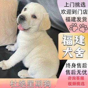 福建犬舍纯种拉布拉多，幼犬大骨架双血统，导盲犬拉布拉多宠物狗