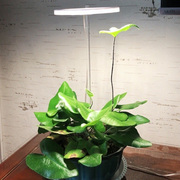 植物灯led植物生长灯全光谱天使环多肉，补光灯家用绿萝荷花种植灯
