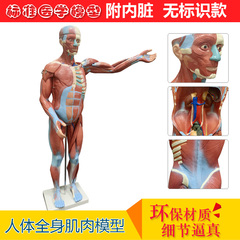 人体全身肌肉附内脏器官解剖模型医学人体肌肉模型85CM肌肉人模型