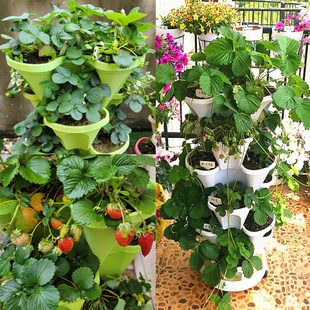 草莓种植盆阳台种菜盆神器立体多层专用家庭蔬菜种植箱带底托花盆