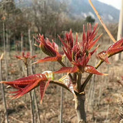 特色产品新鲜头茬香椿陕西露天红香椿头野菜现摘香椿头芽菜