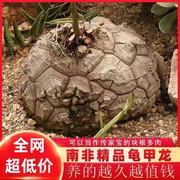 多肉植物龟甲龙稀有盆栽室内盆景好养活净化空气盆栽植物防辐射