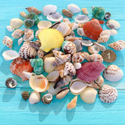 天然海螺贝壳珊瑚，地台鱼缸造景装饰寄居蟹，手工diy漂流瓶套装