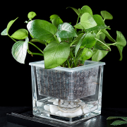 水培器皿玻璃花盆方形白掌吊兰铜钱，草绿萝水养植物透明创意容器瓶