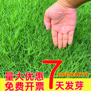 草坪草籽护坡狗牙根马尼拉四季常青庭院地毯草皮绿化黑麦草种子孑