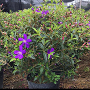 巴西野牡丹花苗盆栽四季开花木本植物净化空气，阳台庭院花卉紫色花