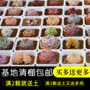 多肉植物套餐含带盆肉肉组合室内小盆栽精品大颗好养花卉橙梦露
