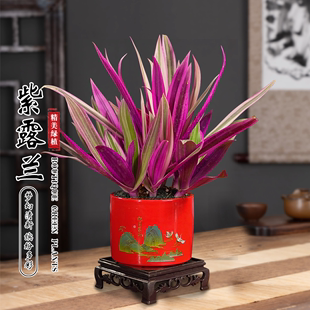 紫露兰盆栽花卉油画，吊兰植物好养美观四季客厅办公室桌面观叶绿植