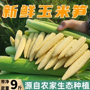 新鲜现摘带皮玉米笋5斤小玉米芯蔬菜迷你嫩玉米棒水果甜玉米