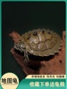 苗巴西龟苗其他鳄龟肉肉食草龟地龟宠物龟物鱼缸混养深水乌龟