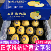 日本引种维纳斯黄金苹果5斤礼盒，冬恋苹果黄元帅(黄元帅，)脆甜多汁新鲜水果