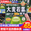 日本山本汉方大麦若叶青汁粉末44袋弥补蔬菜不足膳食纤维代餐粉