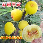 无花果树苗盆栽特大果当年结果地，栽矮化南北方波姬红带土庭院种植