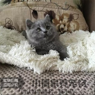 英短蓝猫活体宠物猫纯种英国短毛猫 英国蓝猫幼猫包子脸蓝胖子x