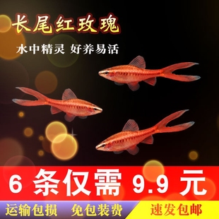 长尾樱桃灯红玫瑰鱼草缸精灵小型热带观赏鱼淡水好养活体