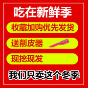 新货特级果王荔浦马蹄荸荠新鲜现挖即食广西桂林特产农家地梨栗特