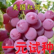 葡萄树苗南北方种植无核巨峰特大阳光玫瑰庭院地栽耐寒爬藤葡萄苗