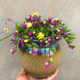 多肉植物彩色紫玄月大盆即将开花可吊兰装饰圆叶室内桌面花卉