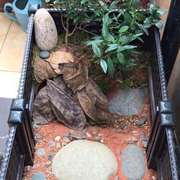 黄缘龟专用箱安缘台缘半水幼龟陆龟饲养箱环境水陆造景乌龟生态缸
