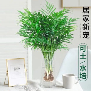 袖珍椰子水培绿植物，富贵凤尾竹观叶盆栽客厅办公室内桌面四季好养