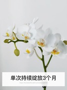 蝴蝶兰盆栽带花花卉观植物室内好养四季开花年宵植物
