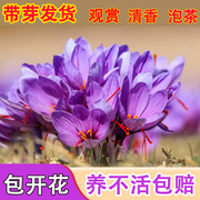 正宗藏红花种球，藏红花种子种球苗球花，番红花药用花籽花卉盆栽