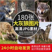高清JPG素材大灰狼图片草原胡狼北极狼崽吼叫野生犬科动物摄影照