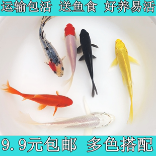 草金鱼好养红草小金鱼活体龟食观赏鱼龙鱼活饲料鱼冷水鱼锦鲤鱼