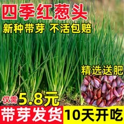 四季小香葱种头四川葱种葱种子种籽小葱葱头红葱本地火葱头种