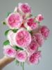 铃兰家我的心日本中香大花，四季开花多头，大灌木粉色玫瑰盆栽