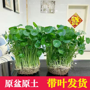 铜钱草水培植物办公室桌面盆栽，金钱草室内水养花卉，吸甲醛好养绿植