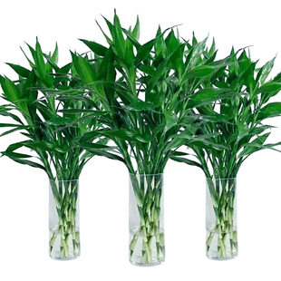 富贵竹水竹节节高水培水养，绿植物室内客厅盆栽，带根鲜花鸿运竹紫竹