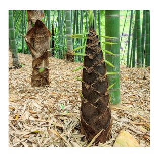 大型楠竹种子毛竹种子一次种植终身产笋出笋高个头，大南北方均可种