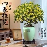 四季桂花盆栽树苗办公室桌面浓香，适合懒人养的盆栽花卉植物室内花