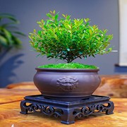 小叶赤楠老桩盆栽盆景迷你植物室内花卉办公室桌面小绿植好养四季