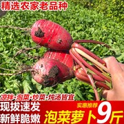 当季新鲜萝卜9斤农家自种蔬菜小红皮白肉泡菜胭脂萝卜农家红萝卜